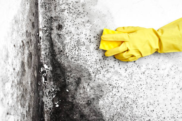Best Residential Mold Removal  in Litchfield Beach, SC