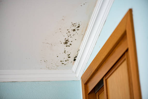 Best Fast Mold Removal  in Litchfield Beach, SC